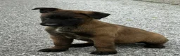 Belgian Malinois dogs for sale: Harley - Ad 1