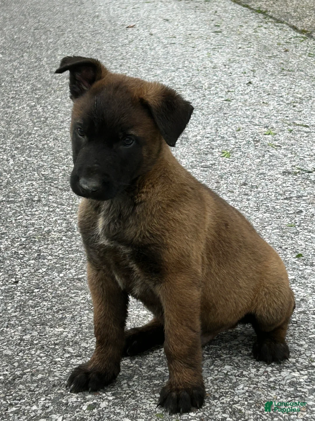 Belgian Malinois dogs for sale: Harley - Ad 1