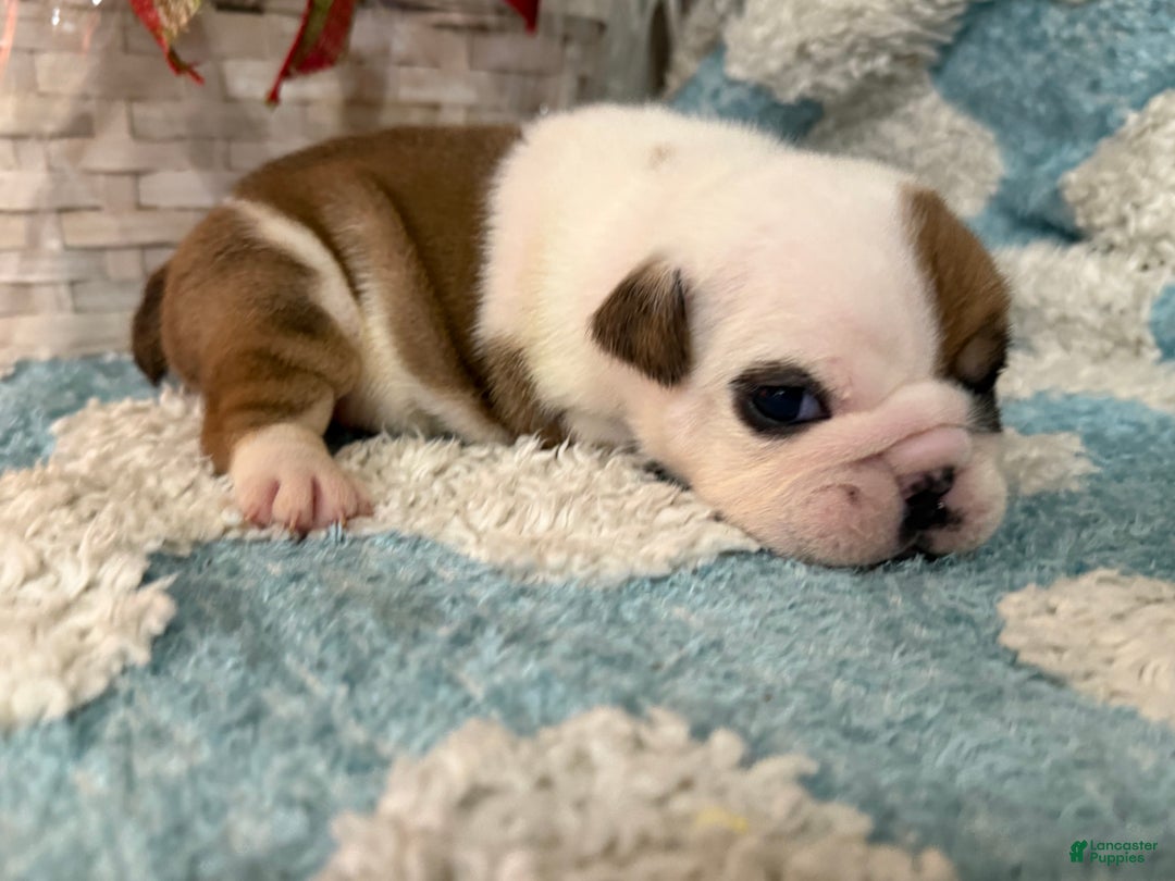 English Bulldog dogs for sale: English Bulldog Puppy 5 - Ad 3