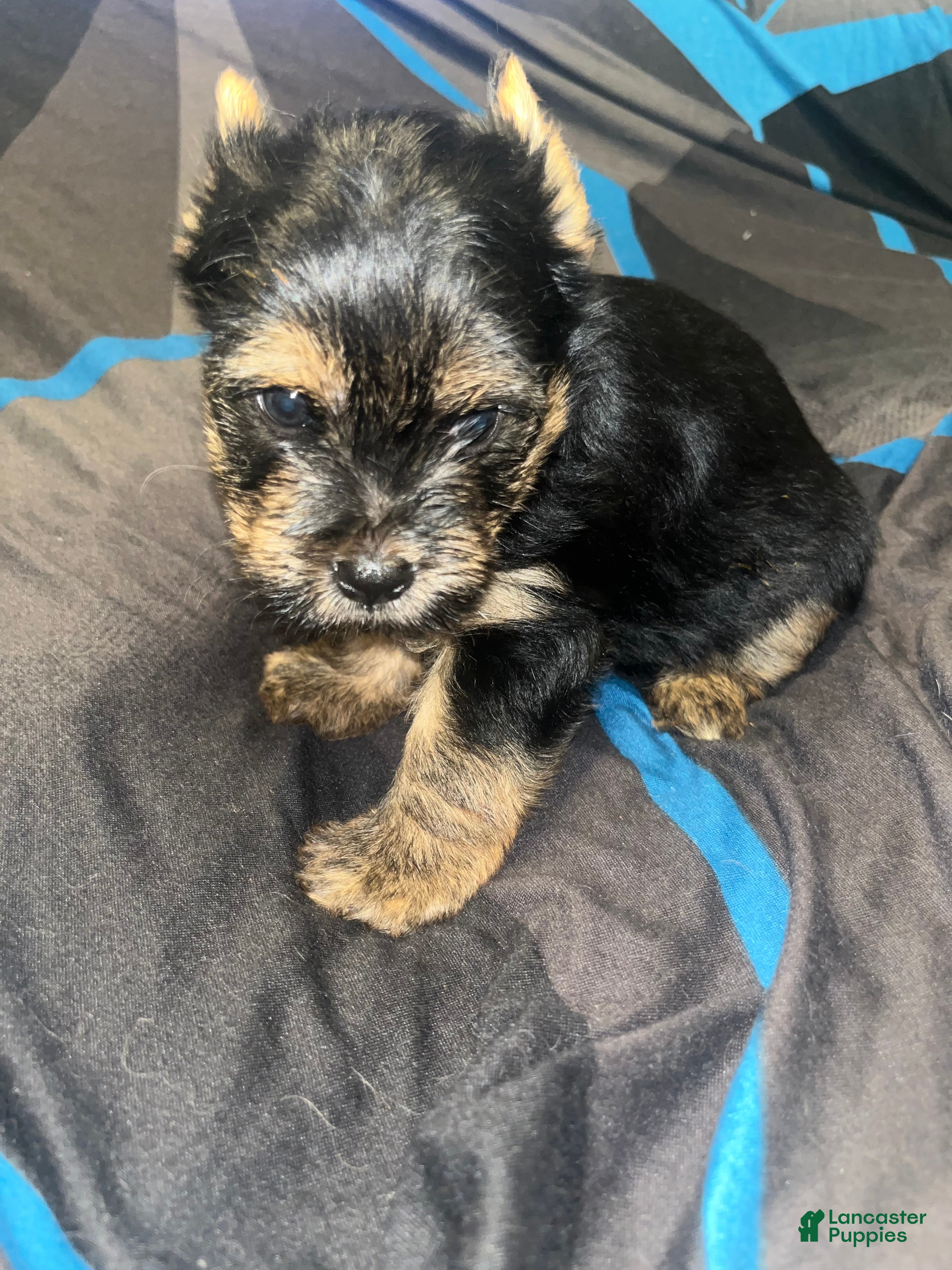Yorkshire Terrier dogs Pongo  - Ad 14