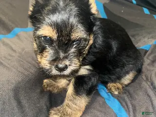 Yorkshire Terrier dogs Pongo - Ad 14