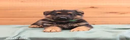 German Shepherd dogs for sale: Gatsby - Ad 3