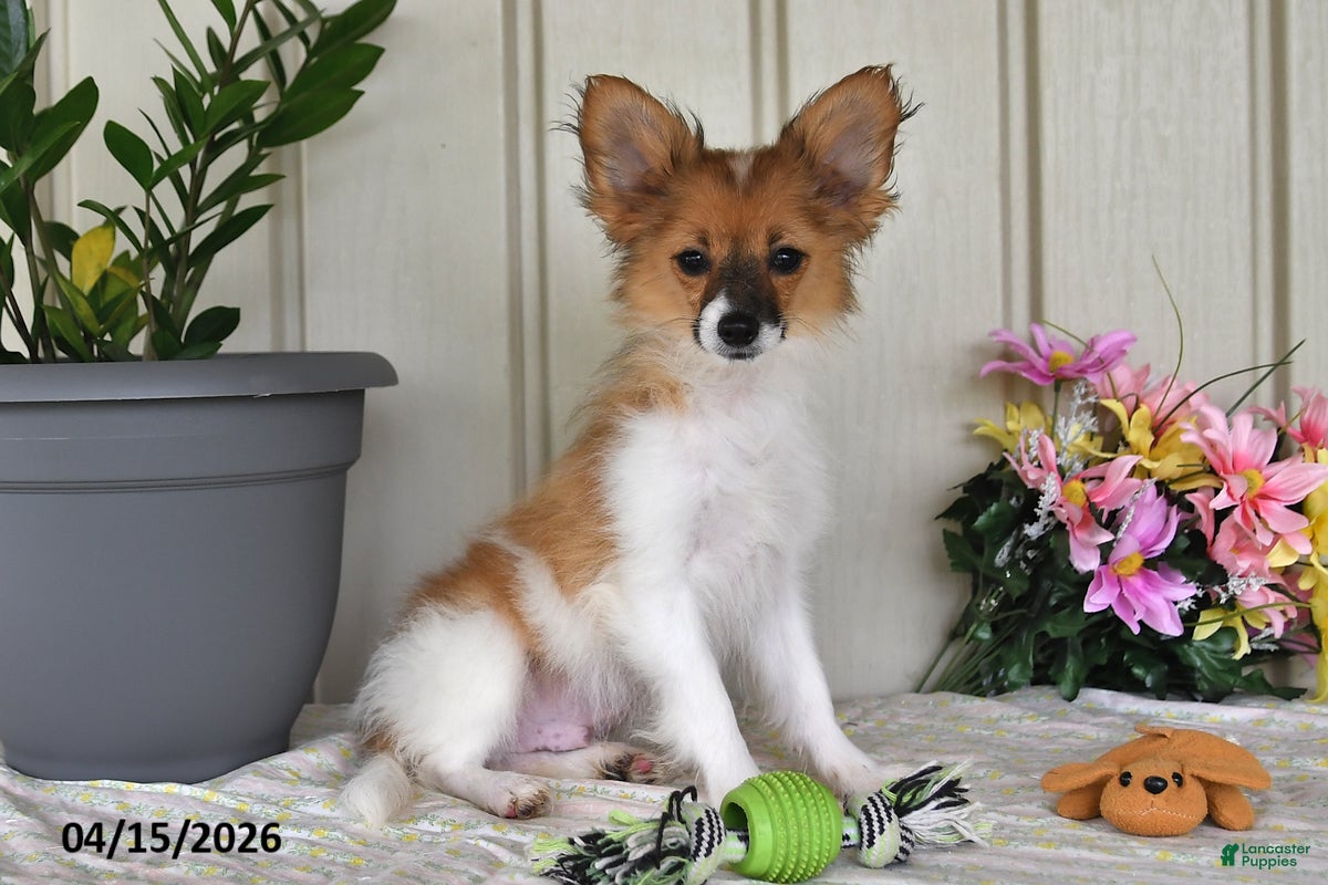 Papillon dogs Dusty - Ad 2