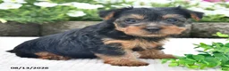 Yorkshire Terrier dogs for sale: Aaron - Ad 4