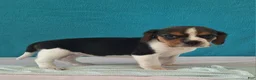 Beagle dogs for sale: deanna - Ad 1
