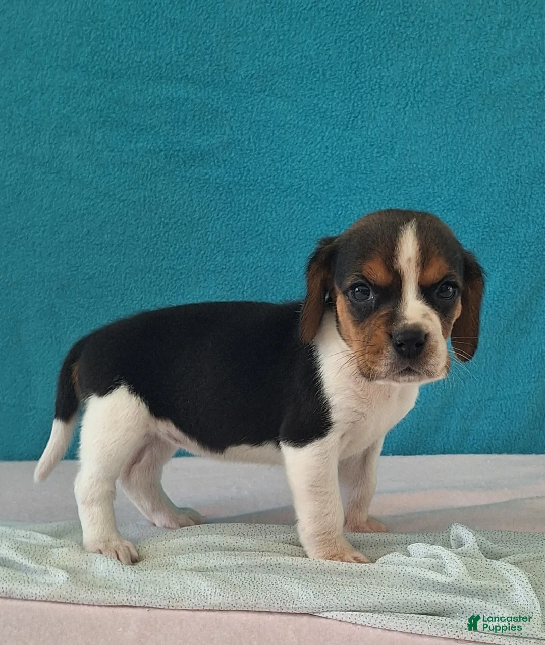 Beagle dogs for sale: deanna - Ad 1