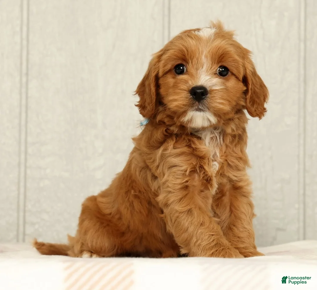 Cavapoo dogs for sale: Bobby - Ad 1
