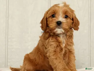 Cavapoo dogs for sale: Bobby - Ad 3