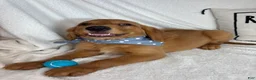 Golden Retriever dogs for sale: Gunner - Ad 1