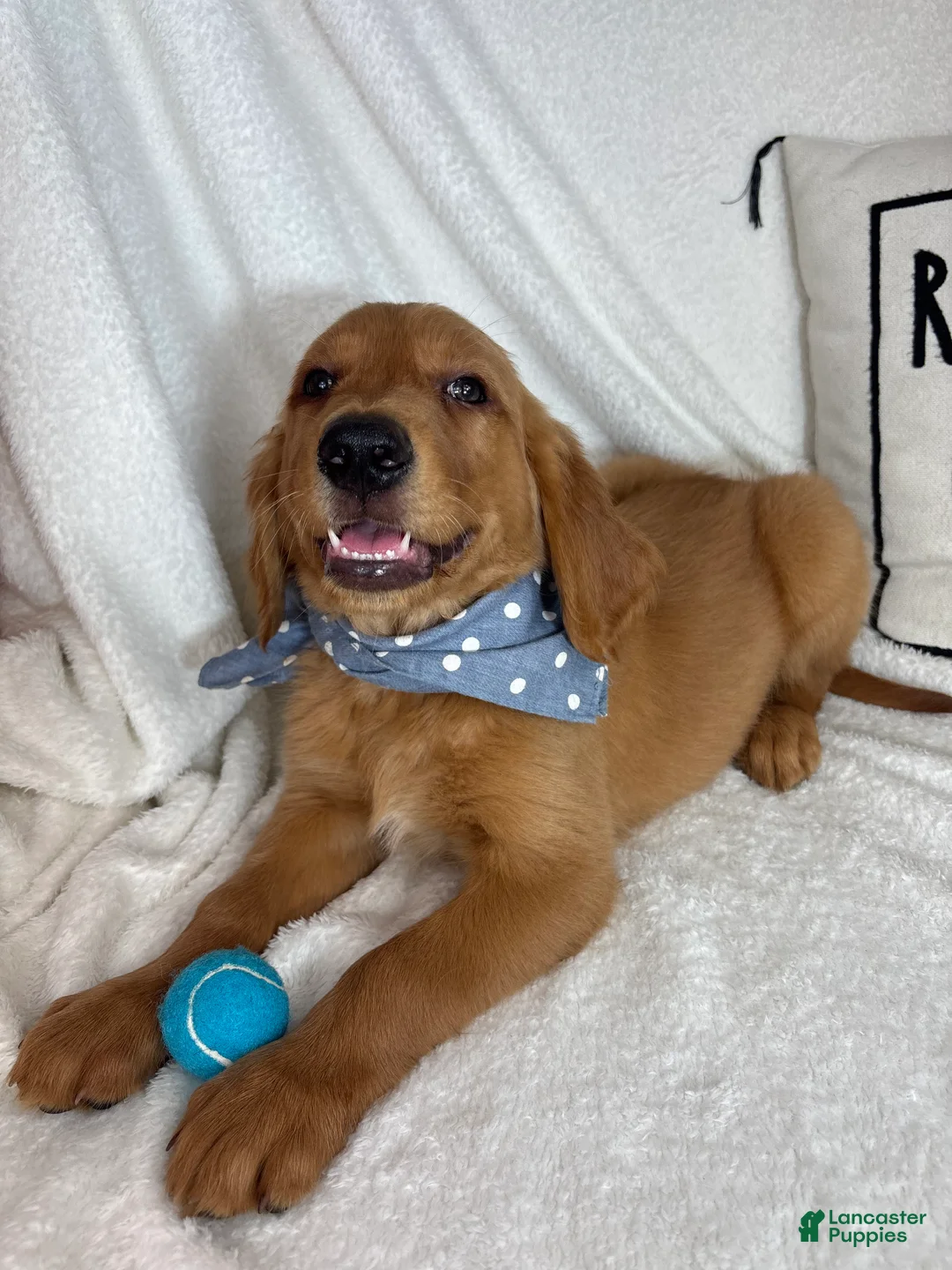 Golden Retriever dogs for sale: Gunner - Ad 1