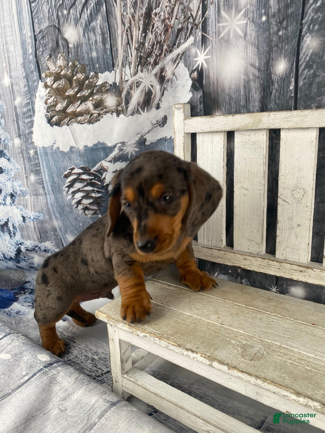 Miniature Dachshund dogs for sale: Joey - Ad 3