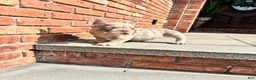 French Bulldog dogs for sale: Isabella boy 2 - Ad 4