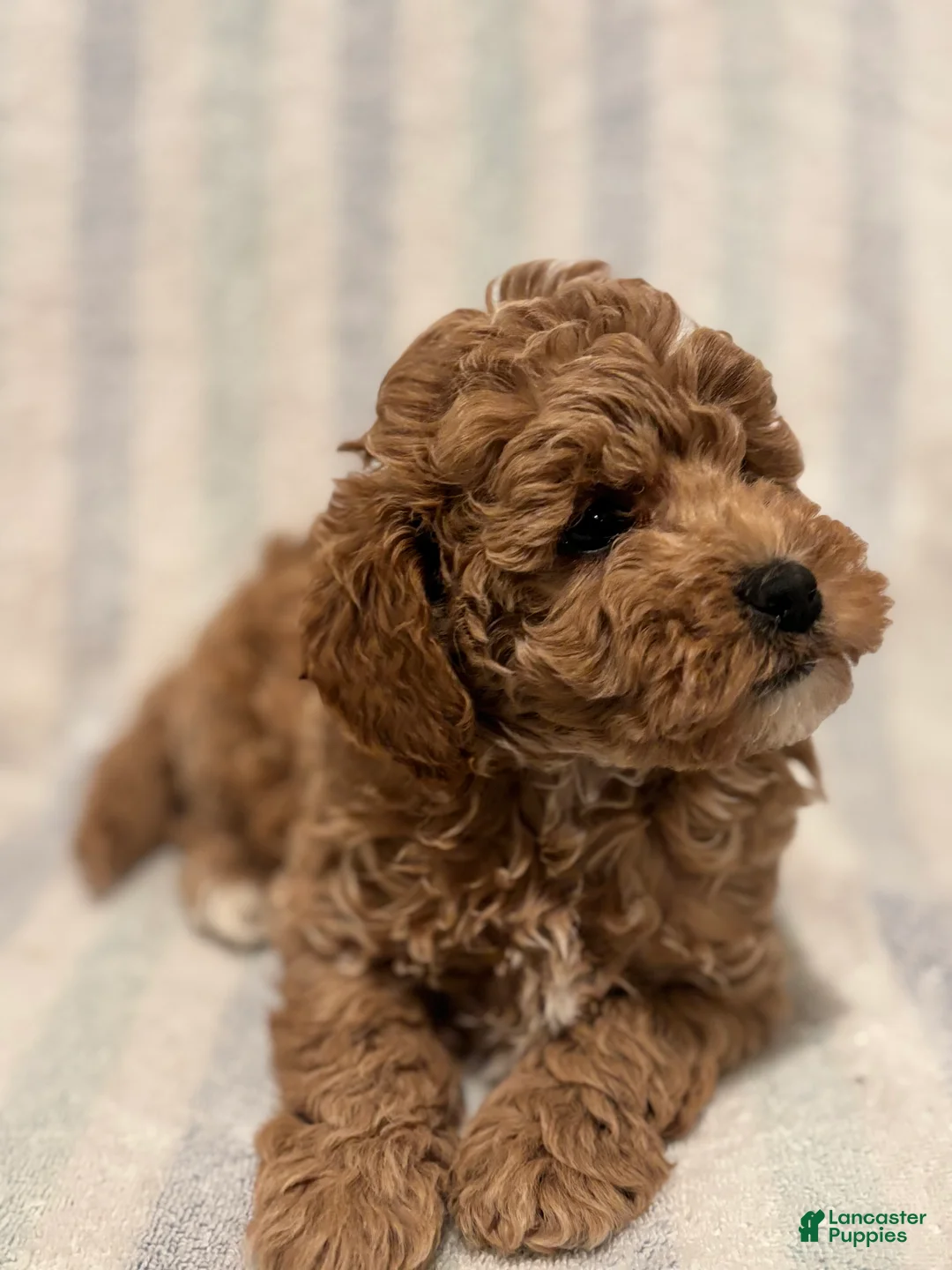 Maltipoo dogs for sale: Twix - Ad 6