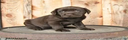 Labrador Retriever dogs for sale: Emma - Ad 1