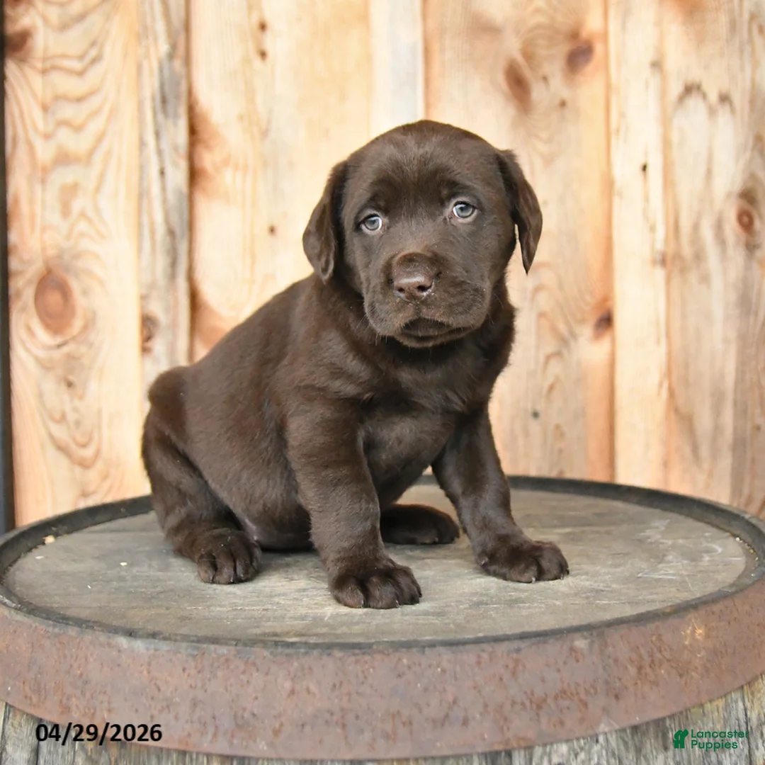 Labrador Retriever dogs for sale: Emma - Ad 1
