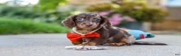 Miniature Dachshund dogs for sale: Benson - Ad 14