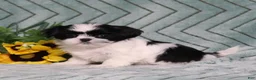 Shih Tzu dogs for sale: Ivy - Ad 4
