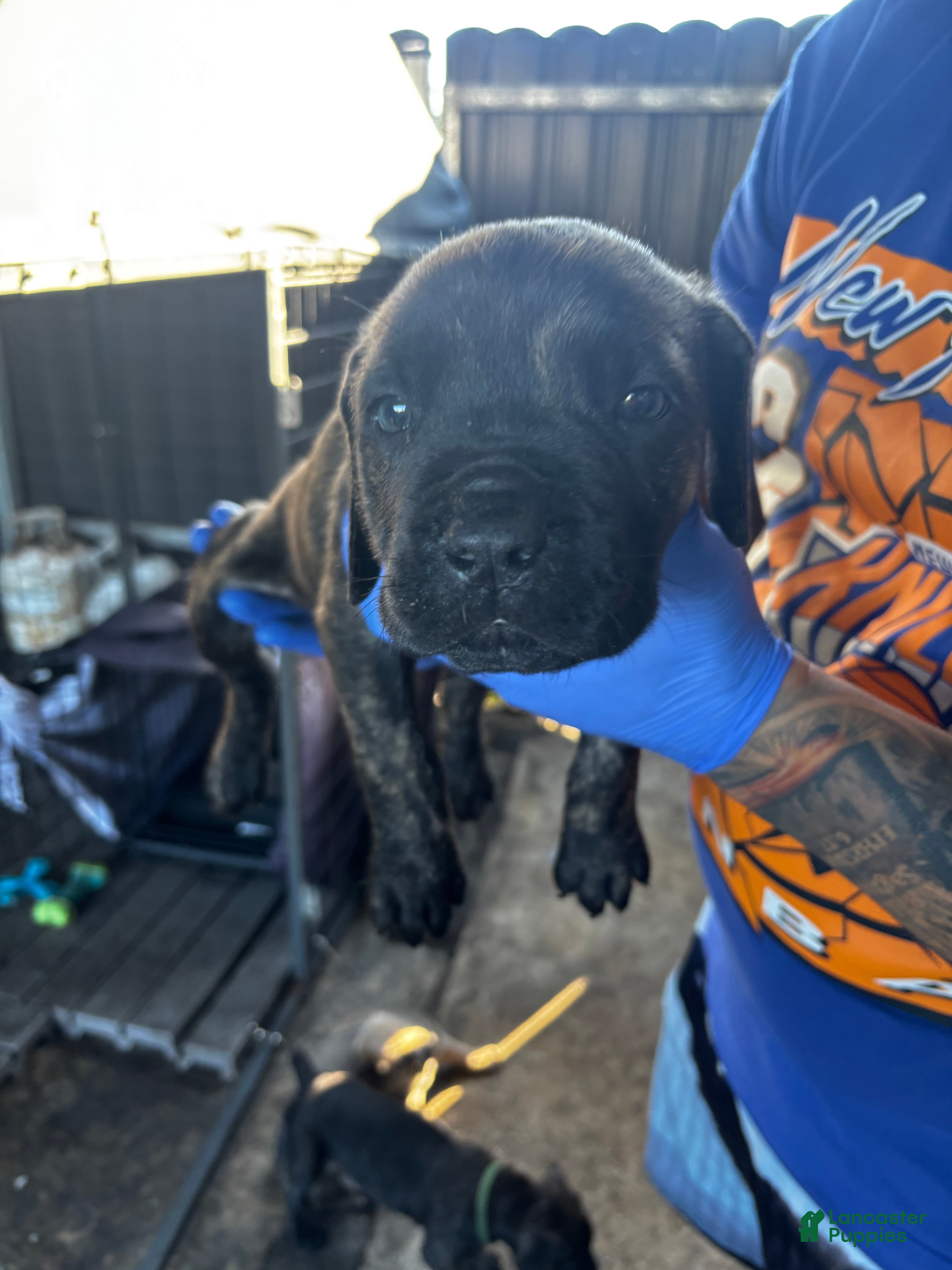 Cane Corso dogs Cane Corso Puppy 1 - Ad 5