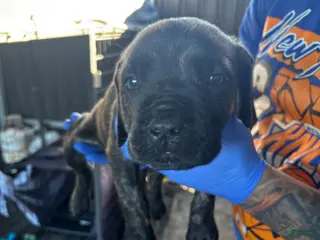 Cane Corso dogs Cane Corso Puppy 1 - Ad 8