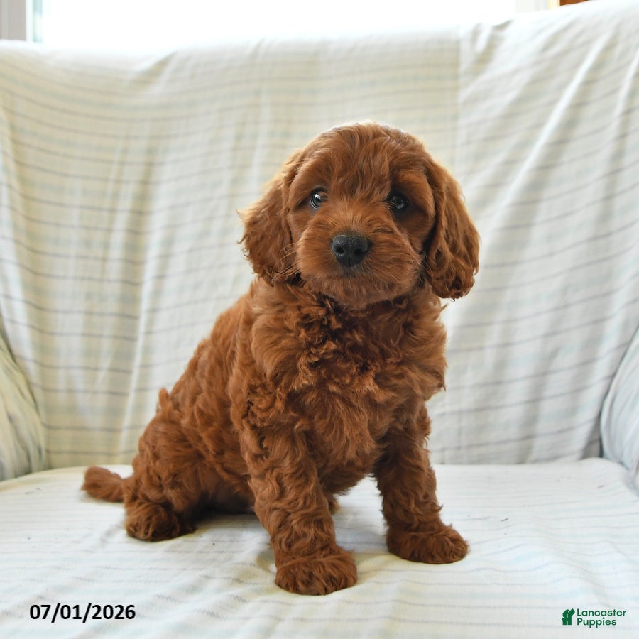 Mini Goldendoodle dogs Layla - Ad 2