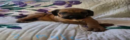 Bullmastiff dogs for sale: Bullmastiff Puppy 2 - Ad 3