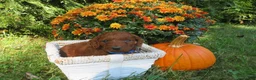 Mini Goldendoodle dogs for sale: Chocolate  - Ad 2