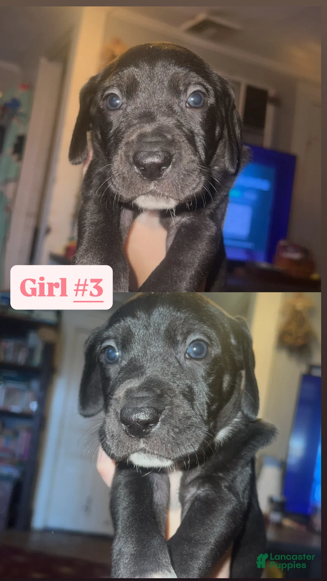 Great Dane dogs for sale: Great Dane Puppy 5 - Ad 1