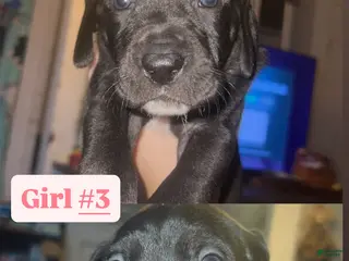 Great Dane dogs Great Dane Puppy 5 - Ad 29