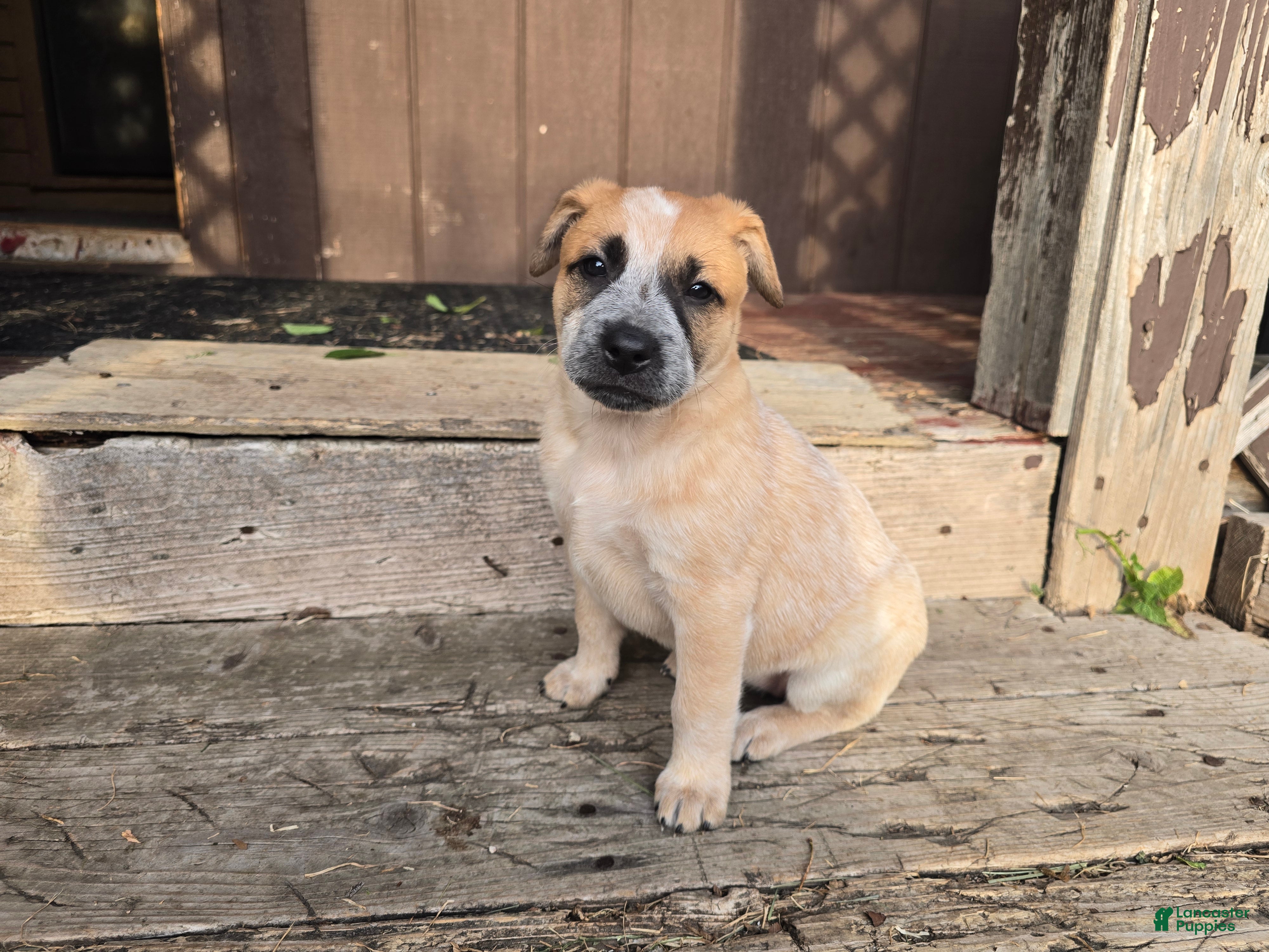 Australian Cattle Dog dogs Daisy - Ad 1