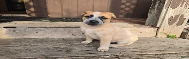 Daisy