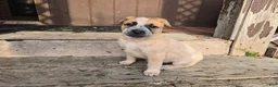 Australian Cattle Dog dogs for sale: Daisy - Ad 1