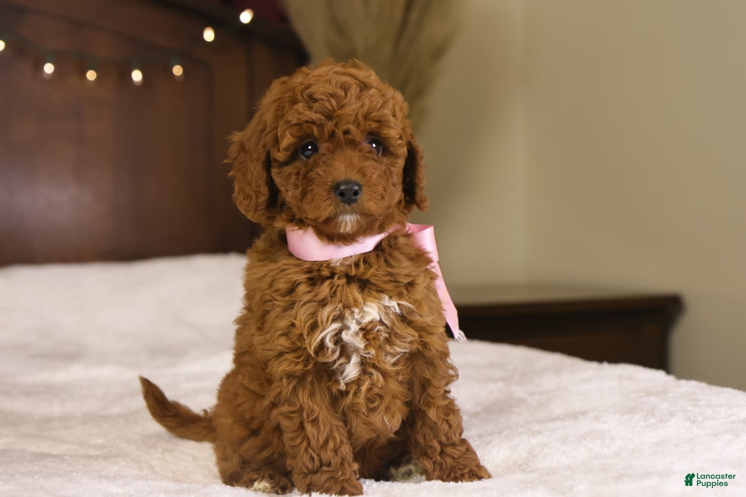 Goldendoodle dogs for sale: Natalie - Ad 3