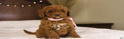 Goldendoodle dogs for sale: Natalie - Ad 3