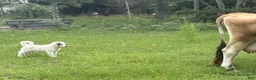 Great Pyrenees dogs for sale: HERMIONE - Ad 2