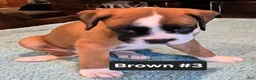 Boxer dogs for sale: Brown #3 - Ad 3