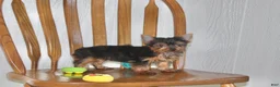 Yorkshire Terrier dogs for sale: Champ - Ad 4