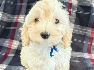 Cavachon dogs Duffy - Ad 39