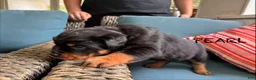 Rottweiler dogs for sale: Pearl - Ad 6