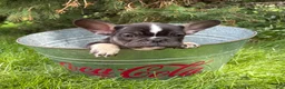French Bulldog dogs for sale: Kitkat - Ad 3