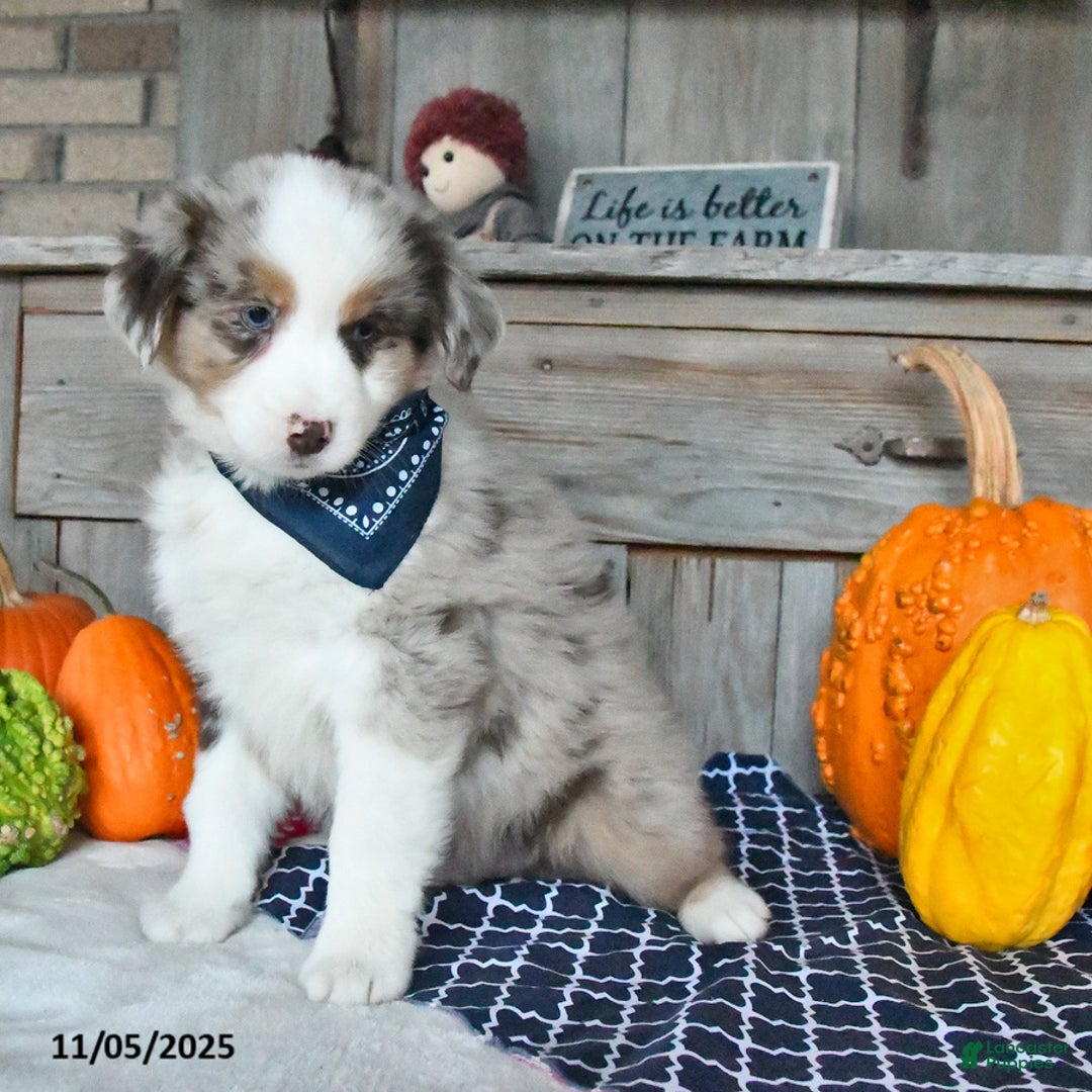 Australian Shepherd dogs for sale: Dusty - Ad 7