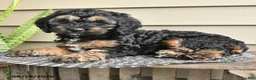 Cockapoo dogs for sale: Brenda - Ad 2