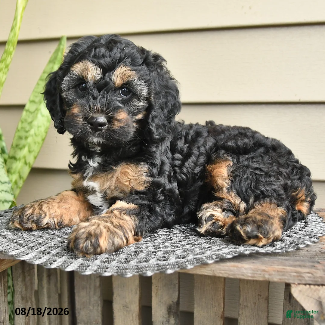 Cockapoo dogs for sale: Brenda - Ad 2