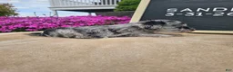 Miniature Schnauzer dogs for sale: Sandi - Ad 6