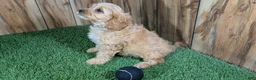 Cavapoo dogs for sale: Kellee Boy 2 - Ad 3