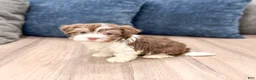 Havanese dogs for sale: Pearl - Ad 5