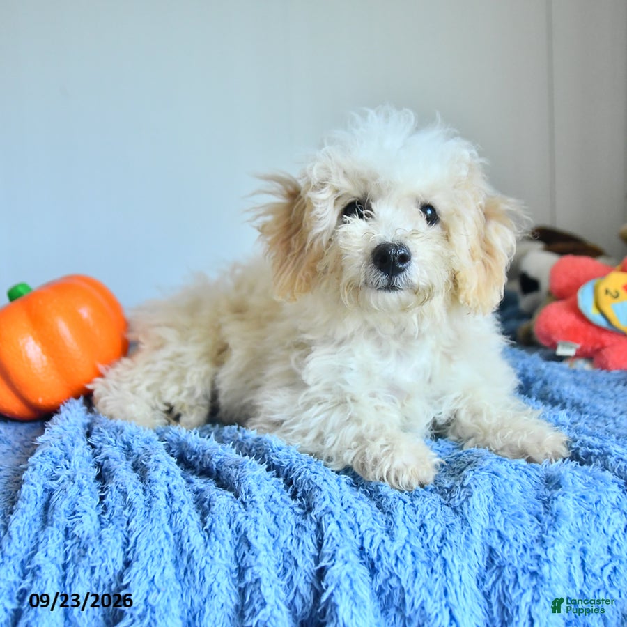 Bichpoo dogs Harry - Ad 2