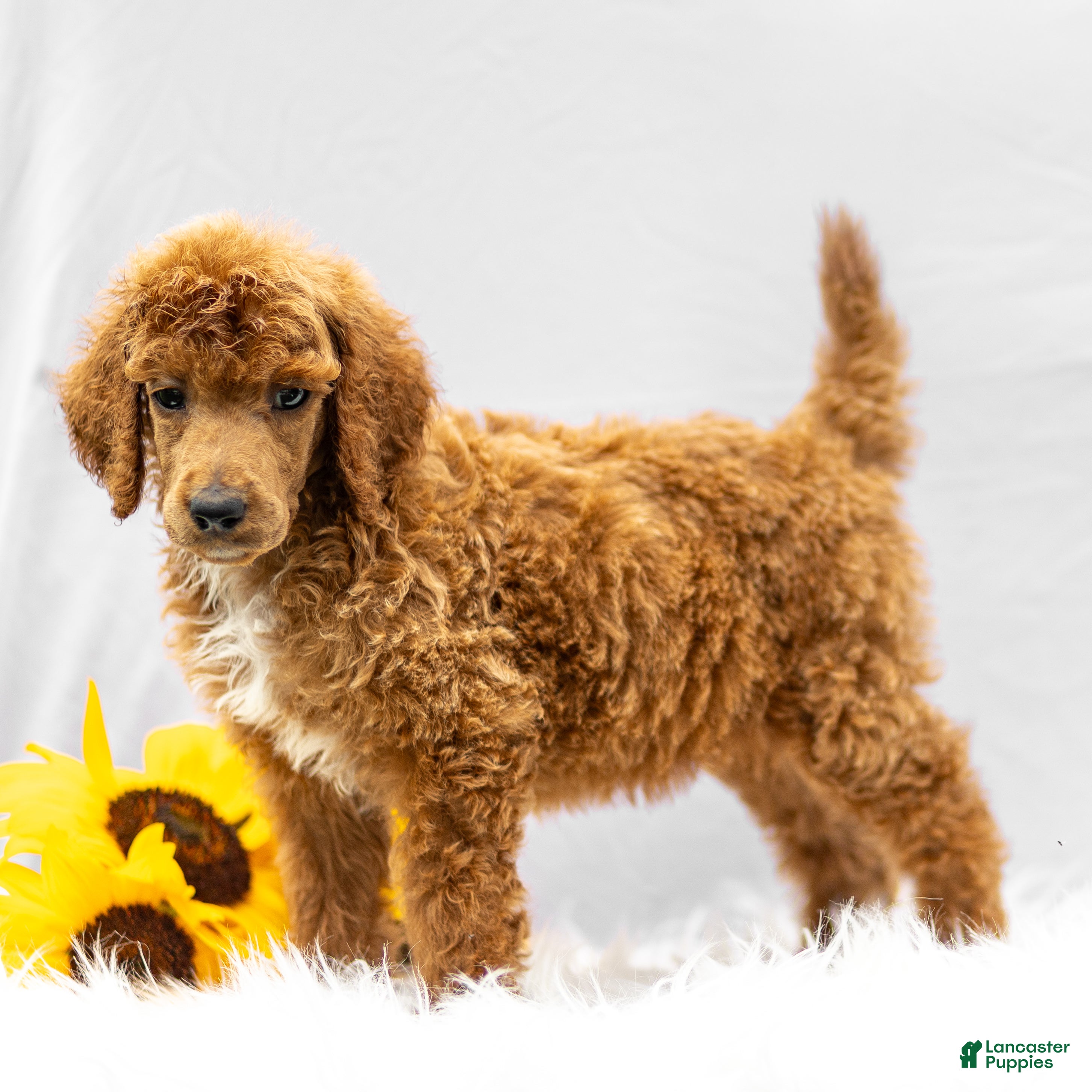 Standard Poodle dogs Merv - Ad 1