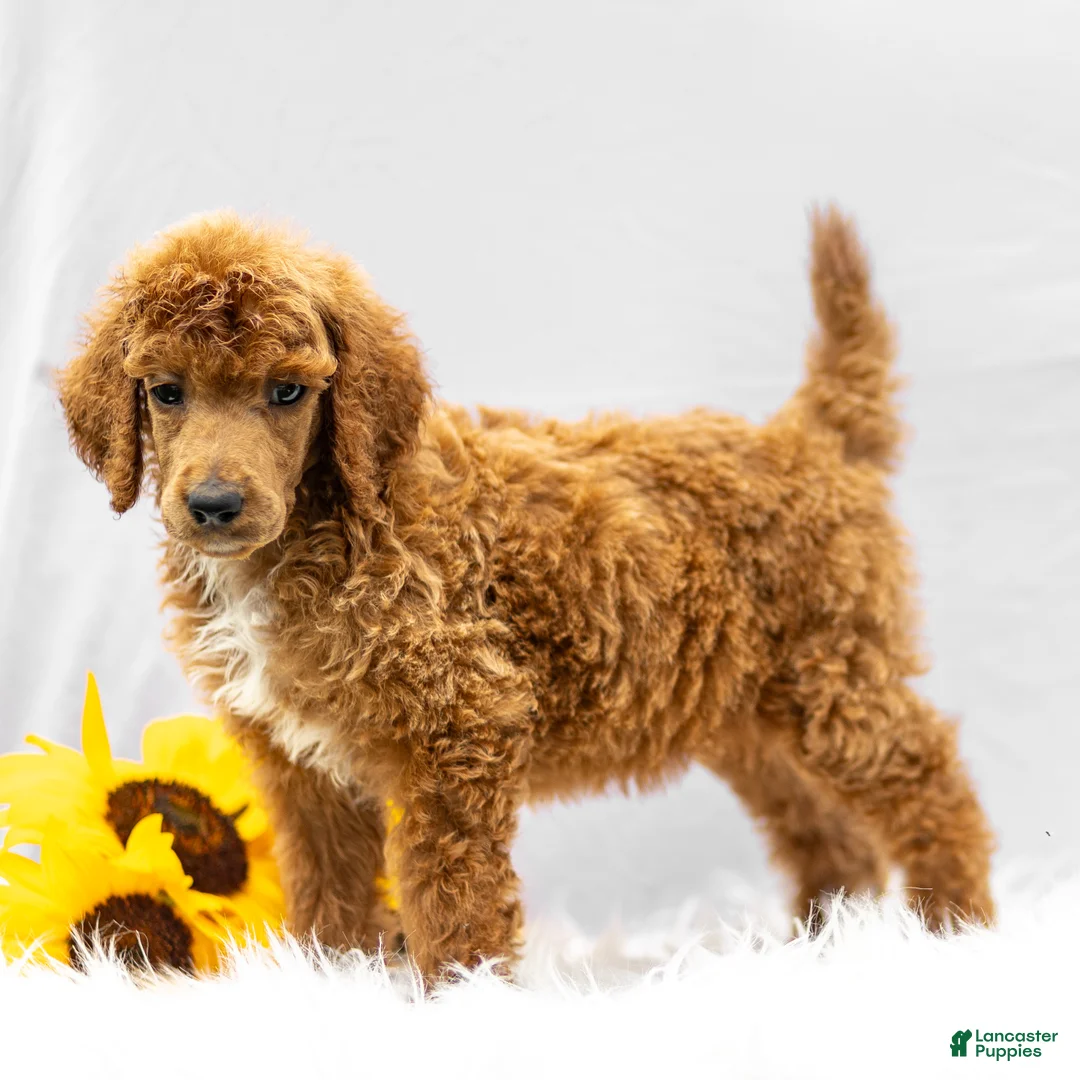 Standard Poodle dogs for sale: Merv - Ad 1