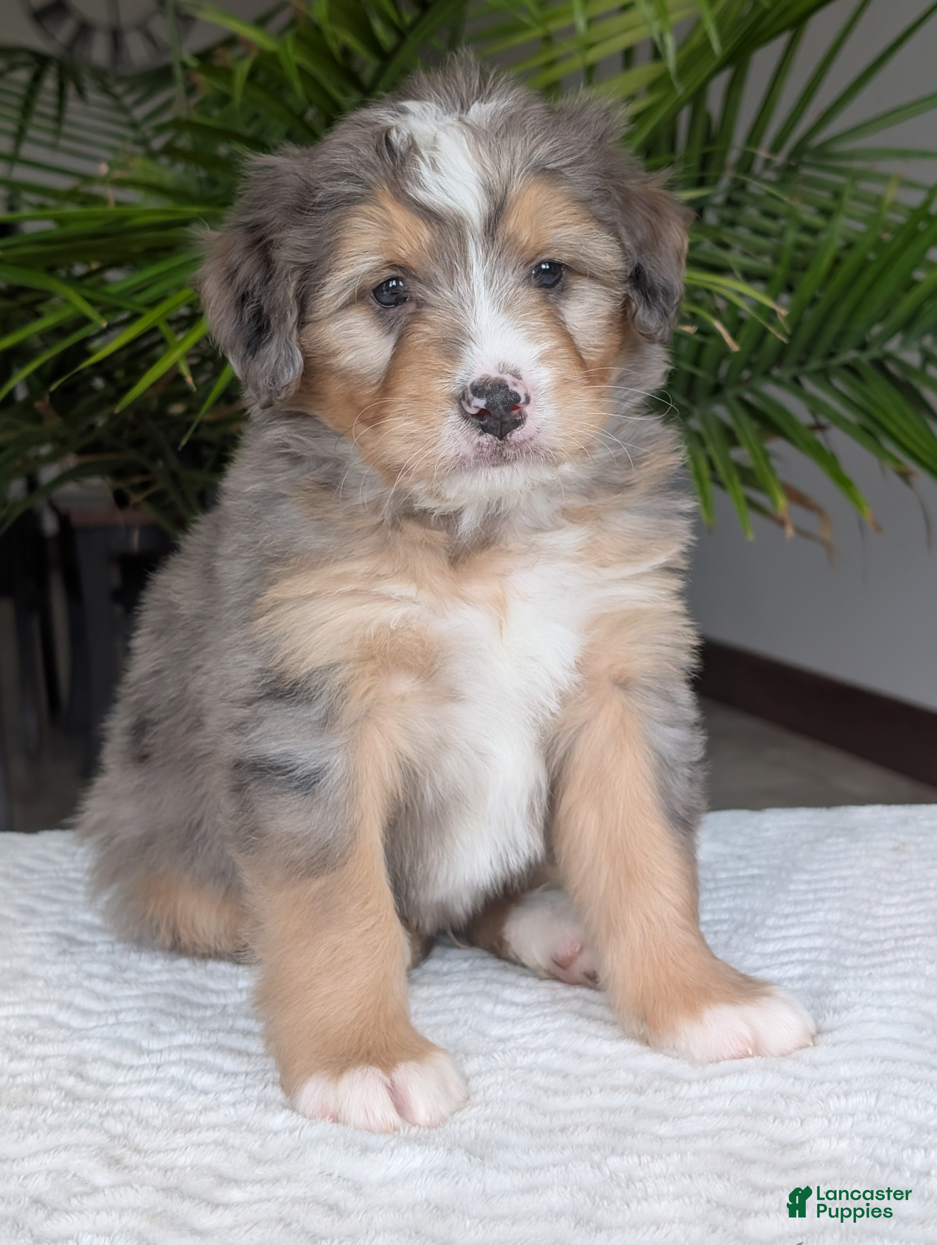 Mini Bernedoodle dogs Mini Dusty  - Ad 2