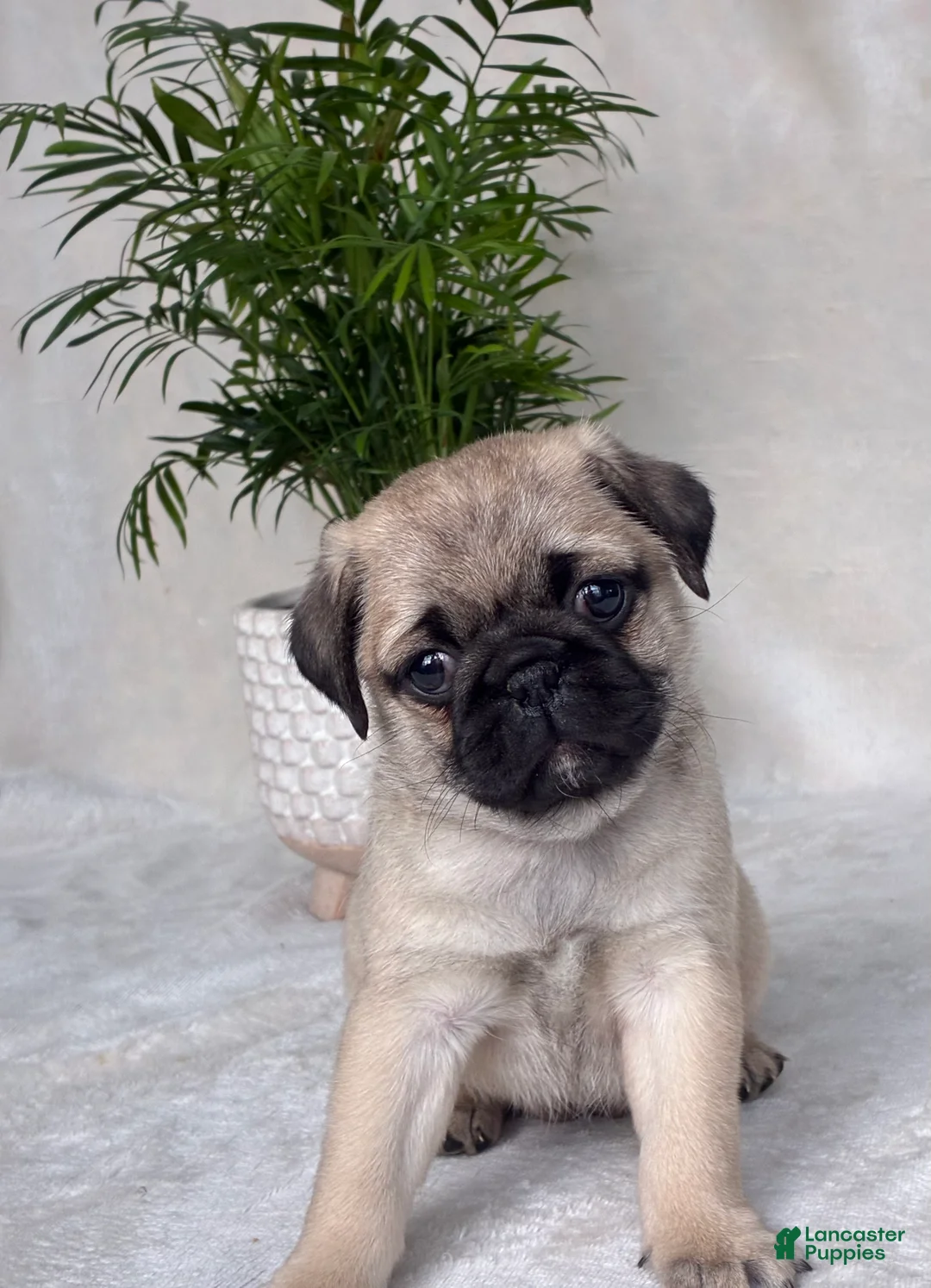 Pug dogs for sale: Bella - Ad 3